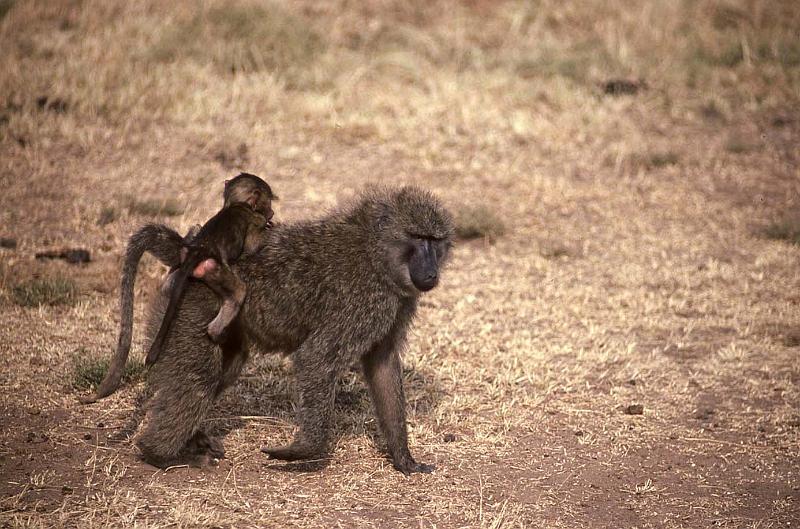 WT 1400 194-26 Kenya.jpg